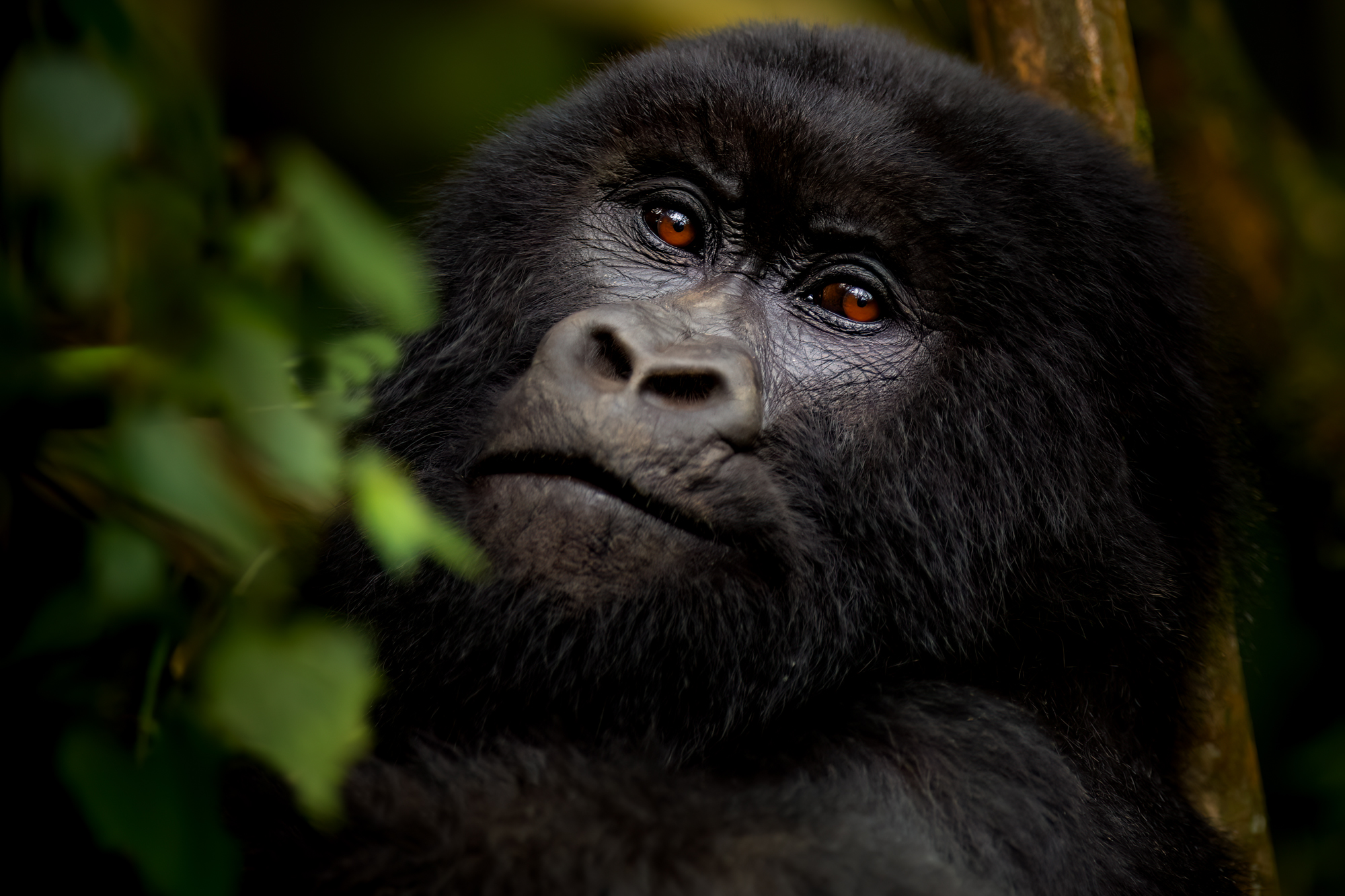 Mountain gorilla safari in East Africa